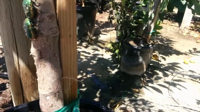 Cotinus texana (Metallic Green Fig Beetles) A Feeding Frenzy смотреть онлайн