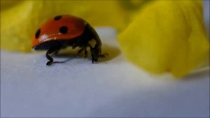 Бизнес идея. Выращивание и сбор божьих коровок.