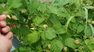 Малина Калашник (ремонтантная)