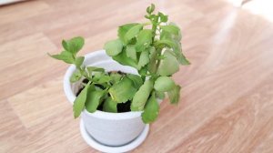 Каланхоэ. Каланхоэ домашний. Домашний цветок.Каланхоэ уход. Как делать нельзя