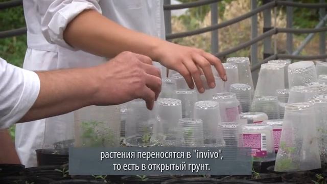 Организация производства и продажа элитного посадочного материала турангового тополя смотреть онлайн