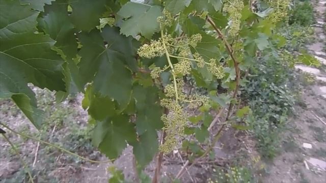 Виноград и его размножение черенками ! смотреть онлайн