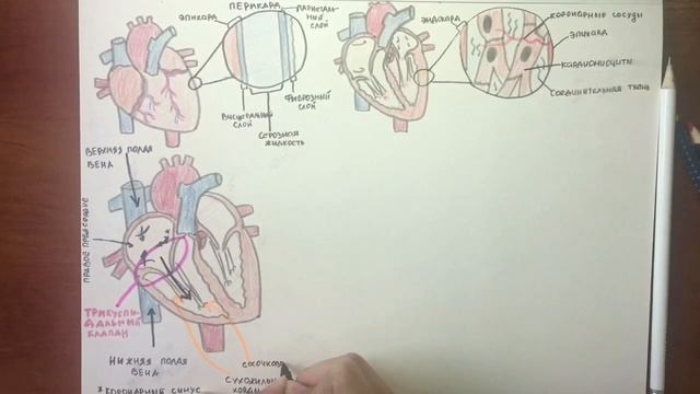 СЕРДЦЕ: Основы его строения и круги кровообращения