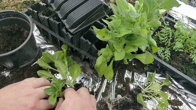 How to take Petunia cuttings Part 1 смотреть онлайн