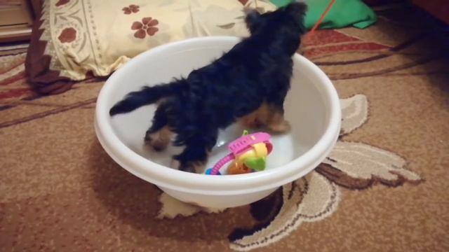 Дрессировка собак к туалету смотреть онлайн