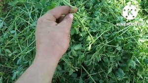 Четвёртый укос люцерны Джея и Семиреченской люцерны, сравнение.