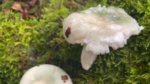 Kurzes Artporträt des grüngefelderten Täublings - der beste Speisepilz 24. Juni 2022 смотреть онлайн