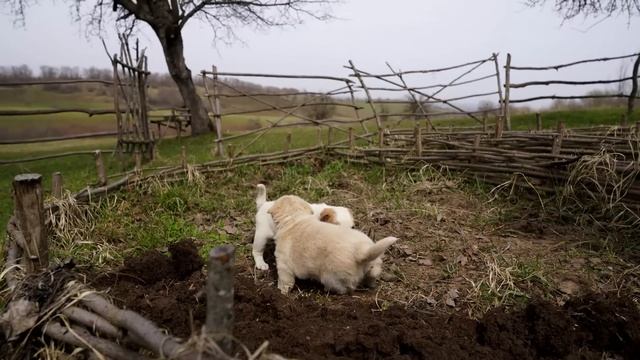 Puzik has two Puppies , Cooking Vegetable Pie смотреть онлайн