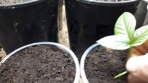 Чсть1. Жёлтая ежевика Полар Берри. Размножение однопочковыми черенками.