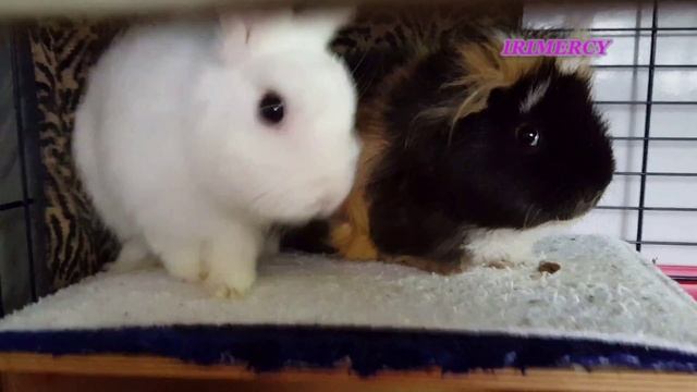 Кролик бьёт задними лапами в такт смотреть онлайн