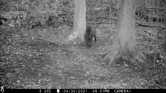 Молодой кабан хулиган!!! смотреть онлайн