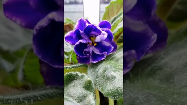 Фиалка Властелин Колец смотреть онлайн