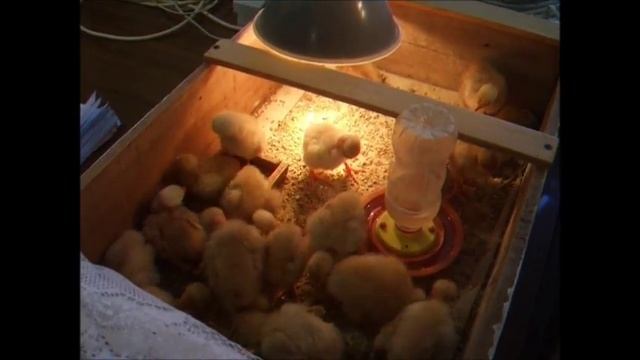 Совместная инкубация перепелиных и куриных яиц - мой опыт смотреть онлайн