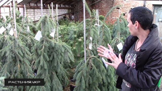 Ель Пендула / Ель посадка и уход / хвойные растения смотреть онлайн