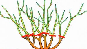 Роза Патио — что это такая за разновидность