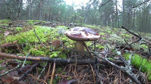 ПЕРВАЯ ПОЕЗДКА В ЛЕС ЗА ГРИБАМИ. 2 СЕНТЯБРЯ 2023г. смотреть онлайн