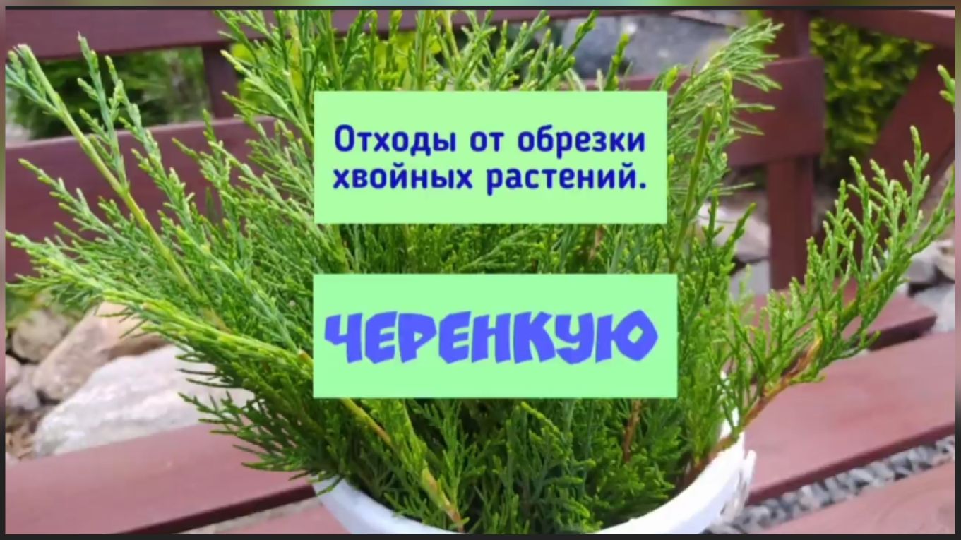 Отходы от обрезки хвойных растений.Черенкую.