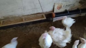 Индюкам полтора месяца.  Где самец, где самка?  Определяем пол