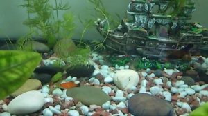 Рыбки в аквариуме 80 литров