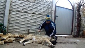 Как за 1 день подготовить кавказец к выставке. Кавказская овчарка. Как убрать колтуны у собаки.