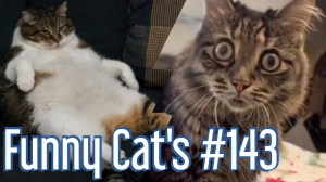 Смешные коты #143