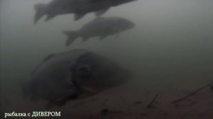 КАРП зимой - Подводная съёмка камера Fishcam DF600 HD. Камеры для рыбалки. УЗКОЕ рыбалка