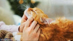 Вот Почему Кошки Откликаются на «Кис-Кис». Этого Вы Точно Не Знали! ¤ НЕОБЫЧАЙНОЕ