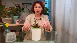 Как получить из больного? погибающего антуриума, молодой, пышный кустик, с новой корневой системой.