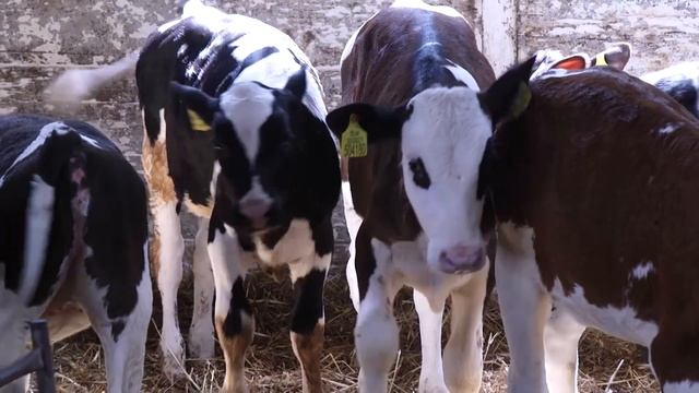 Experiences with ProCROSS crossbreeding смотреть онлайн