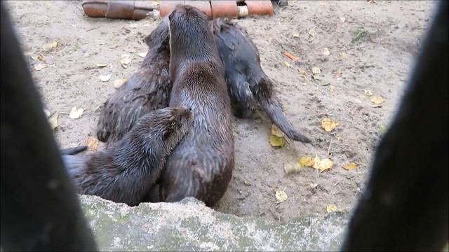 Малыши выдры быстро выросли 28.09.2021