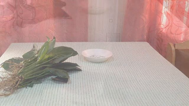 Спатифиллум. Пересадка и лечение.