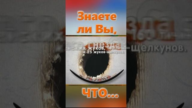 Знаете ли Вы, Что? Скворец