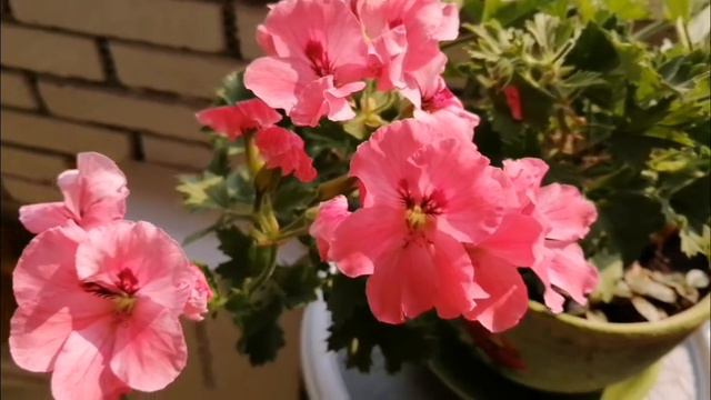 Смог в Москве 17 и 18 августа 2022. Жара и  растения на балконе