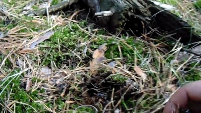 Гриб гірчак до корзини він так і не потрапив (має чорну сітку на ніжці і ніжно рожеву мякоть під ш смотреть онлайн