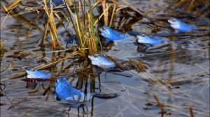 В. Бианки "Голубые лягушки" (читала Демянко Т.В)