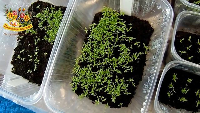 Обзор рассады эустомы (eustoma). Удобрять или нет .Черная ножка .Как я сгубила рассаду .