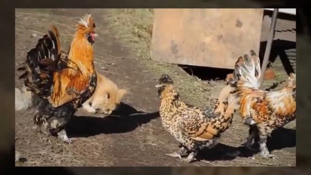 MEDIA PROJECT ПЕТУШОК ЗОЛОТОЙ ГРЕБЕШОК смотреть онлайн