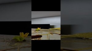 Волнистые попугайчики