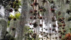 Huyen Le's Tillandsia and Bromeliad gardens