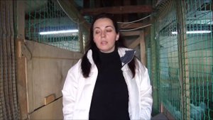 Ошибки начинающих птицеводов. Вытяжка в курятнике