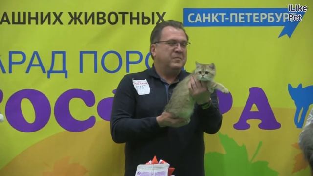 Шотландская прямоухая Скоттиш Страйт Характеристика породы на ilikepet смотреть онлайн