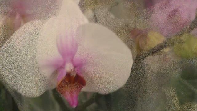 СОРТОВЫЕ ОРХИДЕИ С НАЗВАНИЯМИ. Обзор в Леруа Мерлен - Западный г. Ростов-на-Дону от 09.12.2019 смотреть онлайн