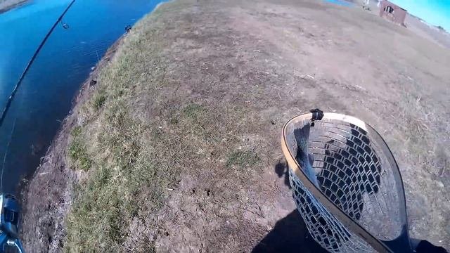 Открываю сезон на платнике. Форель. Бакирово !!!