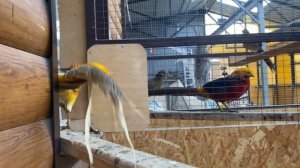 Лимонные фазаны. Питомник фазанов.