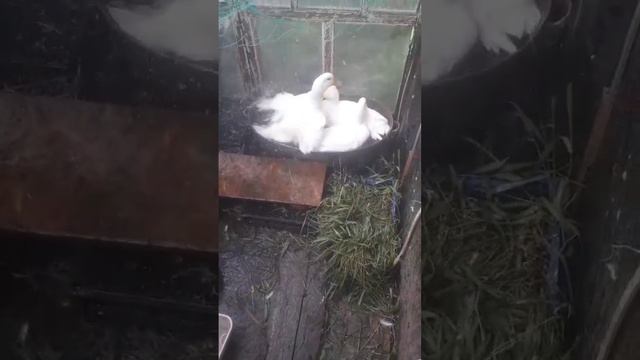 А ваши гуси дома?🤣🤣🤣