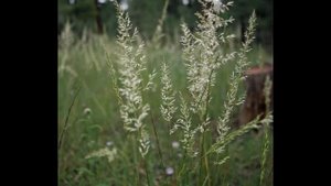 КЕЛЕРИЯ  (KOELERIA)  сем. Злаки