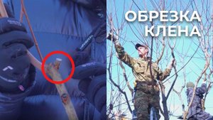 ОБРЕЗКА КЛЕНА. Санитарная стрижка и формирование кроны дерева