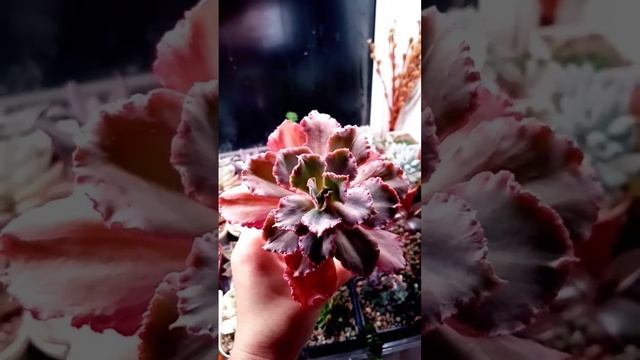 echeveria' Florence ' Эхеверия" Флоренс"-красотка??