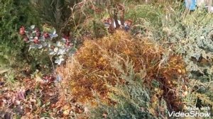 ?✂️?Осенняя обрезка декоративных кустарников: спиреи,лапчатки.Обзор моего цветничка с хвойными?