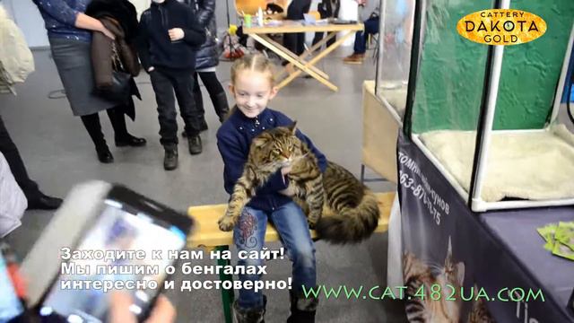 Международная выставка котов, Харьков, 11 декабря, 2016, 3 смотреть онлайн